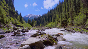 新疆伊犁恰西峡谷溪流蓝天白云森林小溪风光实拍74秒视频
