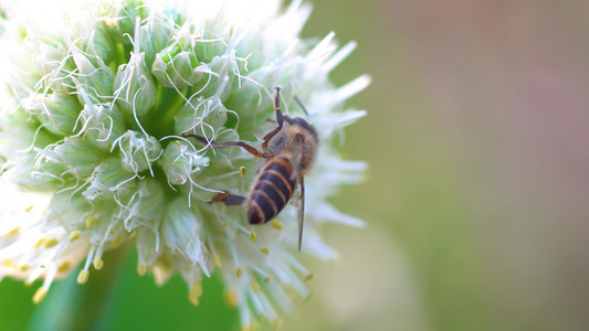 春天微距昆虫蜜蜂采蜜[长焦端]视频