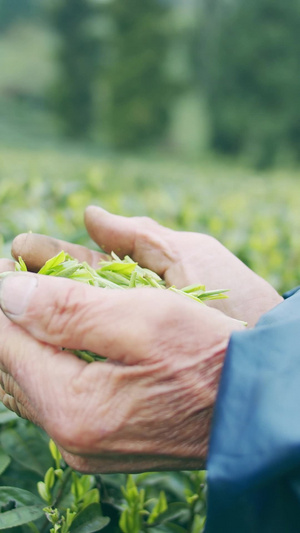 实拍茶园采茶的茶农老人手捧茶叶视频素材二十四节气9秒视频