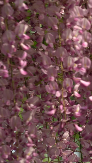 粉色紫藤花姹紫嫣红39秒视频