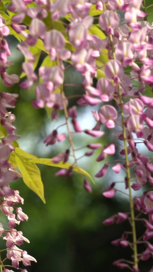 粉色紫藤花藤蔓植物39秒视频