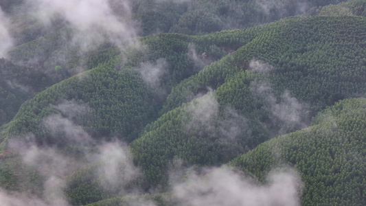 云雾原始森林大自然航拍视频