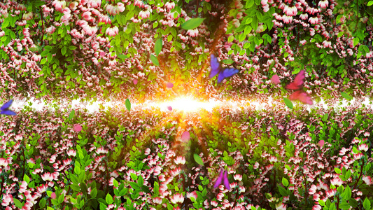 4K唯美的海棠花背景视频素材视频
