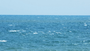 4K拍摄海面上飞翔的海鸥18秒视频