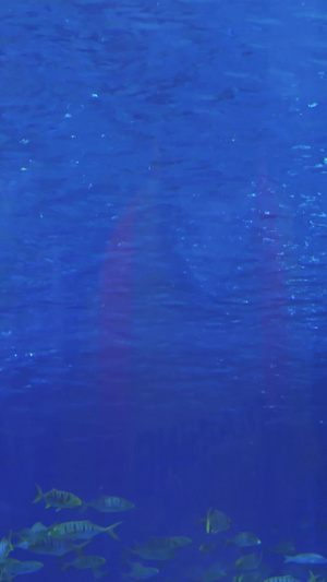 海洋馆中潜水员带小朋友潜水海底世界16秒视频