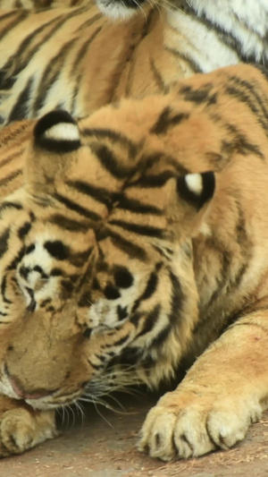 老虎大型野生动物18秒视频