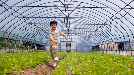 小男孩在菜地地垄间开心奔跑视频