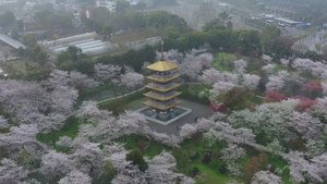 航拍武汉樱花园五重塔和满园春色32秒视频
