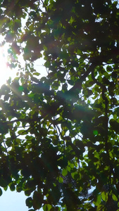 透过树叶的阳光 合集视频