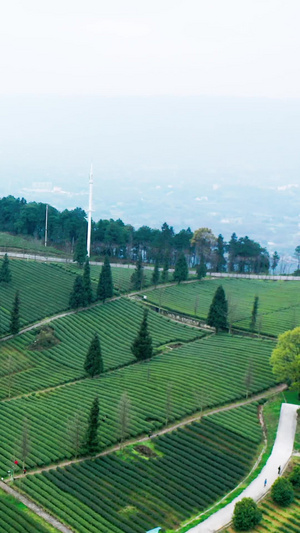 航拍山顶茶园视频素材二十四节气30秒视频