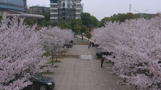 穿越樱花盛开的道路高清4K视频视频