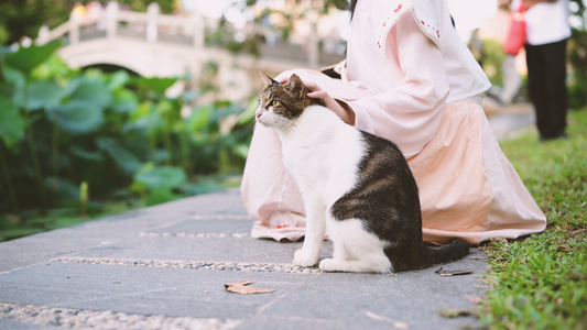 4K汉服少女手抚猫咪视频