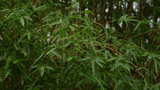 雨中的竹林实拍视频