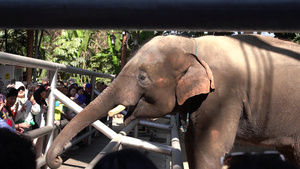 4K大象与游客亲切互动实拍视频26秒视频