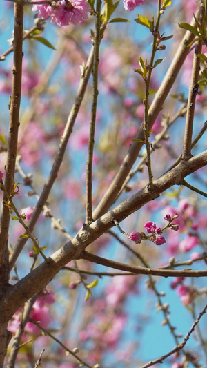 实拍春天花朵盛开枝头上的鸟儿视频素材23秒视频