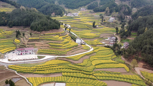 陕西汉中油菜花风光航拍4K视频视频