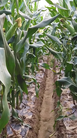 水果玉米种植基地玉米丰收40秒视频