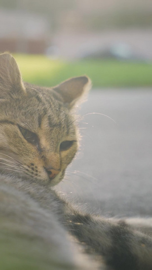 躺在地上撒娇打滚的猫咪狸花猫27秒视频