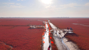 4K辽宁盘锦市红海滩国家风景廊道湿地5A级风景区国庆游客76秒视频