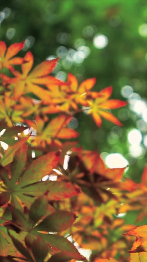 实拍秋天风景枫叶枫叶红了27秒视频