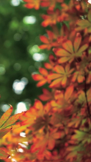 实拍秋天风景枫叶枫叶红了27秒视频