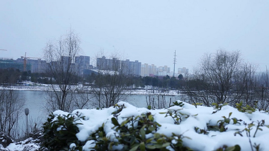 道路交通绿化植物上的雪视频