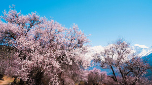 4K西藏林芝5A景区索松村桃花113秒视频