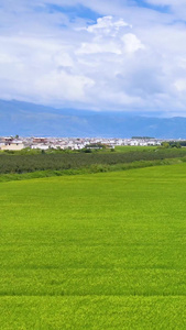 航拍大理洱海稻田农村风景乡村振兴视频