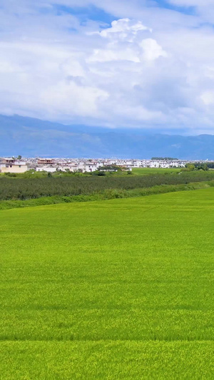 航拍大理洱海稻田农村风景乡村振兴27秒视频