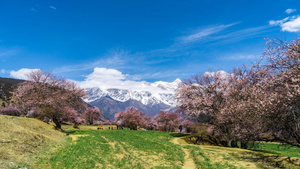 8K西藏林芝5A景区索松村桃花节延时12秒视频