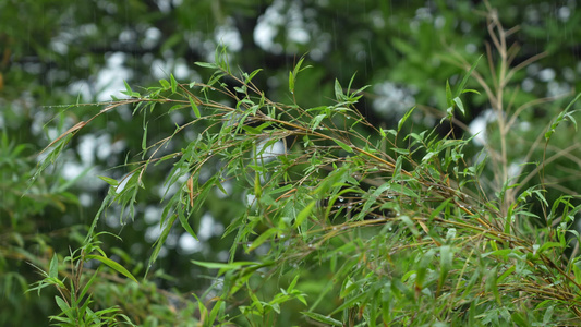 雨中的竹子视频