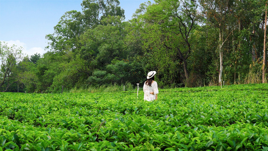 茶园里的女性背影视频