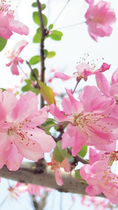 实拍樱花樱花季节视频