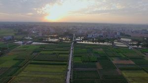 夕阳下的农村 大片种植用地4K航拍43秒视频