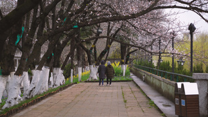 春天种满樱花的道路上看樱花的人4k素材73秒视频