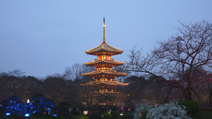 武汉东湖樱花园日本建筑五重塔夜景樱花4k素材60秒视频