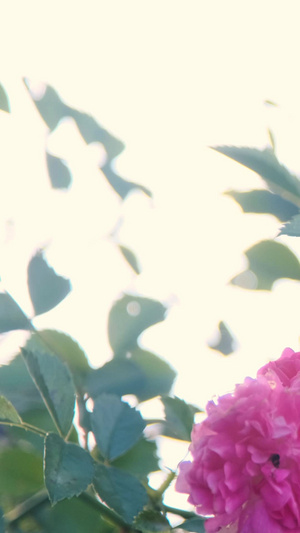 阳光下的花朵蜜蜂采花40秒视频