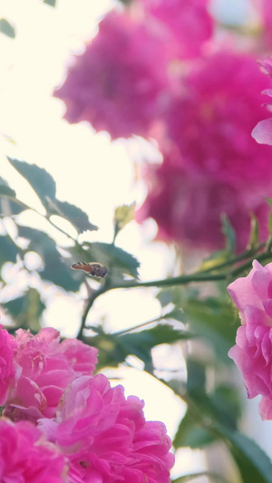 阳光下的花朵蜜蜂采花40秒视频
