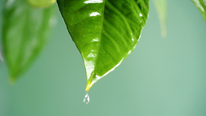 升格唯美春季空境露水雨水春雨浇灌下的树叶绿叶滴水18秒视频