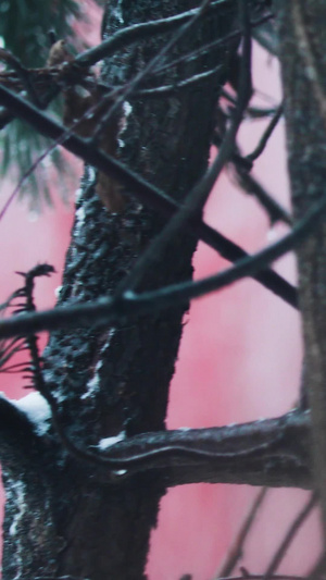 高清拍摄故宫红墙下雪中觅食的喜鹊9秒视频