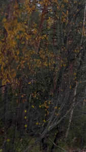 深秋驾驶汽车户外探险森林深秋树林视频