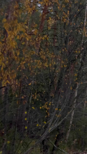 深秋驾驶汽车户外探险森林深秋树林25秒视频