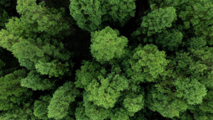 唯美树林航拍空镜12秒视频