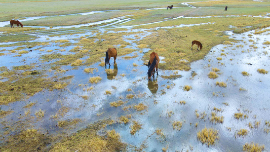 湿地草原马群风景4K航拍视频视频