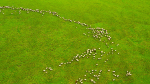 4K航拍大草原羊群放牧游牧15秒视频