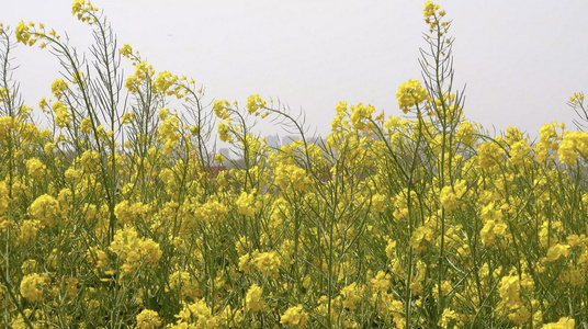 春季自然风光油菜花4K视频合集视频