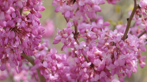 春季自然风光紫荆4K视频合集55秒视频
