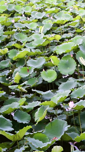 夏荷三伏天11秒视频