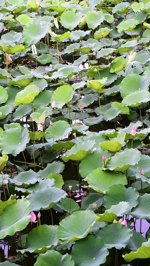 夏荷三伏天11秒视频