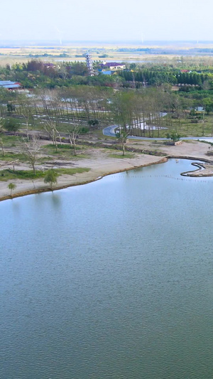 5A风景区大丰麋鹿园麋鹿群航拍合集野生麋鹿72秒视频